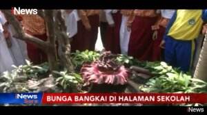 Bunga Bangkai Tumbuh Di Halaman Sekolah