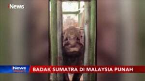 "IMAN" Badak Sumatera Terakhir di Malaysia Mati Karena Tumor