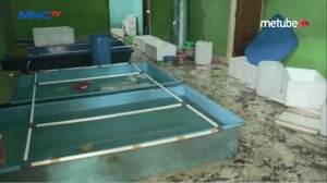 Penampungan Bibit Lobster Ilegal