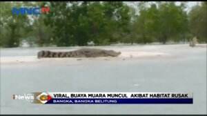 Mengkhawatirkan, Buaya Muara Bermunculan di Bangka