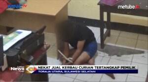 Pencuri Kerbau Hampir Tewas Diamuk Massa