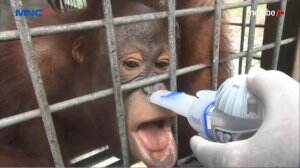 Evakuasi Orang Utan