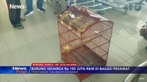 Sangkar Patah, Burung Seharga Rp150 Juta Raib di Bagasi Pesawat Garuda