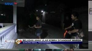 Belasan Anak Kobra Serbu Pemukiman di Yogya