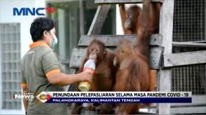 Yayasan Bos Foundation Menghentikan Sementara Pelepasliaran Orangutan Selama Pandemic Korona