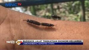 Budidaya Lalat Raup Penghasilan Tambahan Di Tengah Pandemi