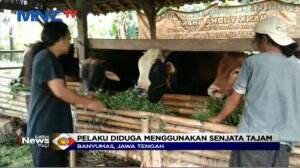 Diduga Sakit Hati, Ekor Dua Sapi Qurban Dipotong Orang Tak Dikenal