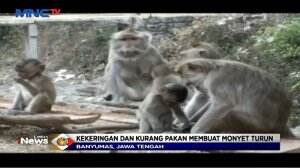 Mencari Makan, Gerombolan Monyet 'Serbu' Permukiman Warga Banyumas