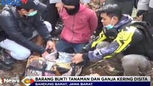 Ladang Ganja Di Hutan Lembang