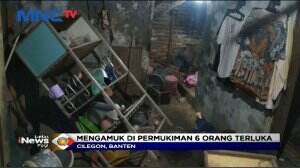 Turun Dari Kapal, 20 Sapi Mengamuk di Pelabuhan Hingga Pemukiman Penduduk
