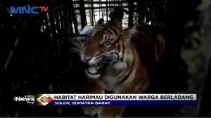 Kembali Meresahkan Warga, Harimau Sumatera di Solok Ditangkap