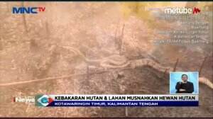 Karhutla, Banyak Ular Terpanggang