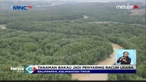 Khawatir Hutan Bakau Di Kalimantan Berkurang