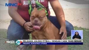 Ramai Penyerangan, Begini Cara Pelihara Anjing Pitbull