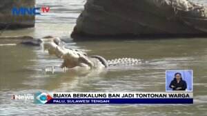 Buaya Berkalung Ban Jadi Tontonan Warga di Palu