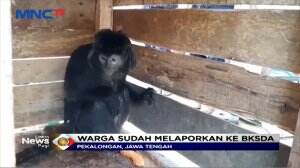 Hewan Dilindungi Negara Lutung Jawa Masuk ke Kampung Langsung Ditangkap Warga