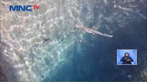 Berenang Bersama Anak Hiu di Pantai Bangsring Banyuwangi, Berani?
