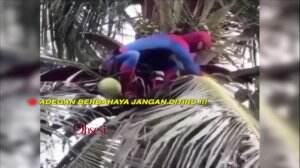 Viral Video Lucu Spiderman Banting Stir