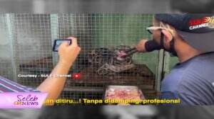 Keseruan Andre Dan Sule Kasih Makan Hewan Buas