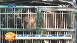 Evakuasi Anjing Galak Penggigit ART