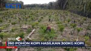 Pria di Bangka Belitung Buka Kebun Kopi di Belakang Rumah