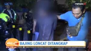 Penangkapan Bajing Loncat