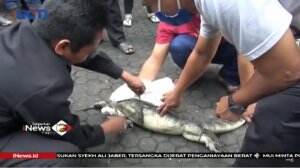Seluruh Karyawan Panik Setelah Seekor Biawak Berukuran 1 Meter Memasuki Kantor