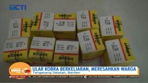 Marak Teror Kobra, Sejumlah Rumah Sakit Sediakan Serum Anti Bisa Ular