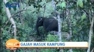 Sekelompok Gajah Liar Masuk Perkampungan, Warga Aceh Resah