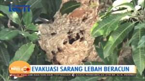 Diduga Membahayakan dan Meresahkan, Sarang Lebah Dievakuasi Petugas Pemadam Kebakaran