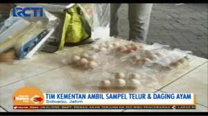 Tim Kementerian Pertanian Ambil Sampel Susu Sapi, Telur Ayam dan Daging Ayam di Tropodo Sidoarjo