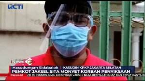 Pemkot Jakarta Selatan Sita Kera Korban Penyiksaan
