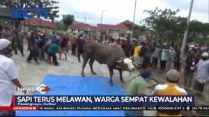 Sapi Kurban Milik Presiden Joko Widodo Mengamuk