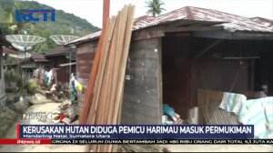 Harimau Sumatera Mati Pasca Makan Daging Kambing Beracun