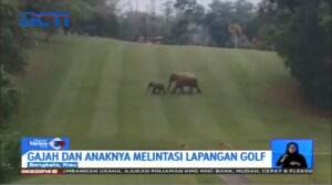 Gajah dan Anak Gajah Liar Berkeliaran di Lapangan Golf