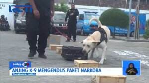 Uji Ketangkasan Anjing K-9 Bantu Ungkap Narkoba