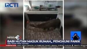 Babi Hutan Masuk Rumah Diduga Kelaparan
