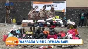 Virus Demam Babi, 500 Kg Hewan Ilegal Dimusnahkan di Balai Karantina Pertanian