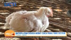 Akibat Panas Ekstrim Puluhan Ayam Mati Mendadak, Peternak Terancam Gagal Panen