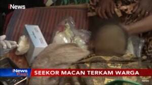 Seorang Warga di Lahat Diterkam Macan Saat Menebang Pohon di Kebun
