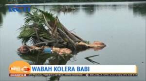 Wabah Kolera Babi Melanda, Warga Diminta Waspada