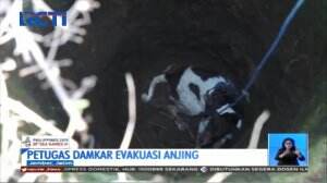 Kasihan! Anjing Liar Ini Terperosok Sumur Sedalam 10 Meter