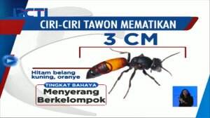 Meresahkan dan Bisa Mematikan! Ini Pertolongan Pertama Jika Tersengat Tawon "Ndas"