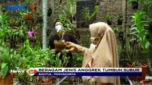 Raup Untung Dari Pesona Bunga Anggrek