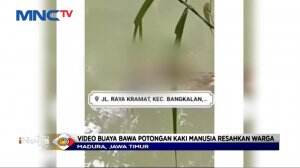 Heboh Seekor Buaya Membawa Potongan Kaki Manusia