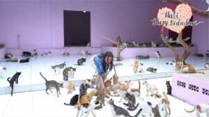 Keseruan Shelter Kucing Mas Bim Bim - HSB Eps. 198