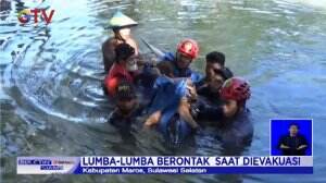 Lumba - Lumba Terjebak Di Empang