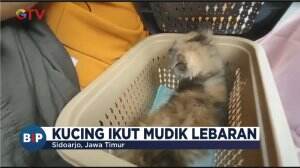 Kucing Ikut Mudik Lebaran