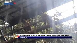 Elang Jawa Menetas di Hari Kesaktian Pancasila