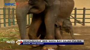Bayi Gajah di Taman Safari